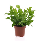 Asplenium Crispy Wave, 30 cm hoog, groeiwijze van de plant