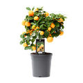 Detailfoto van Citrus Calamondin