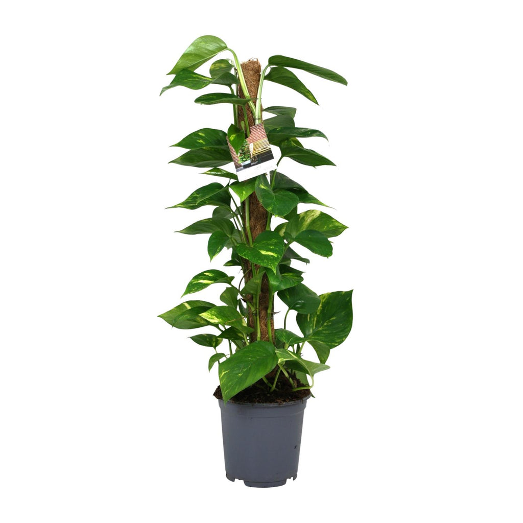 Productfoto van Scindapsus Epipremnum