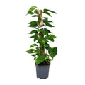 Productfoto van Scindapsus Epipremnum