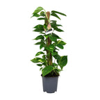 Productfoto van Scindapsus Epipremnum
