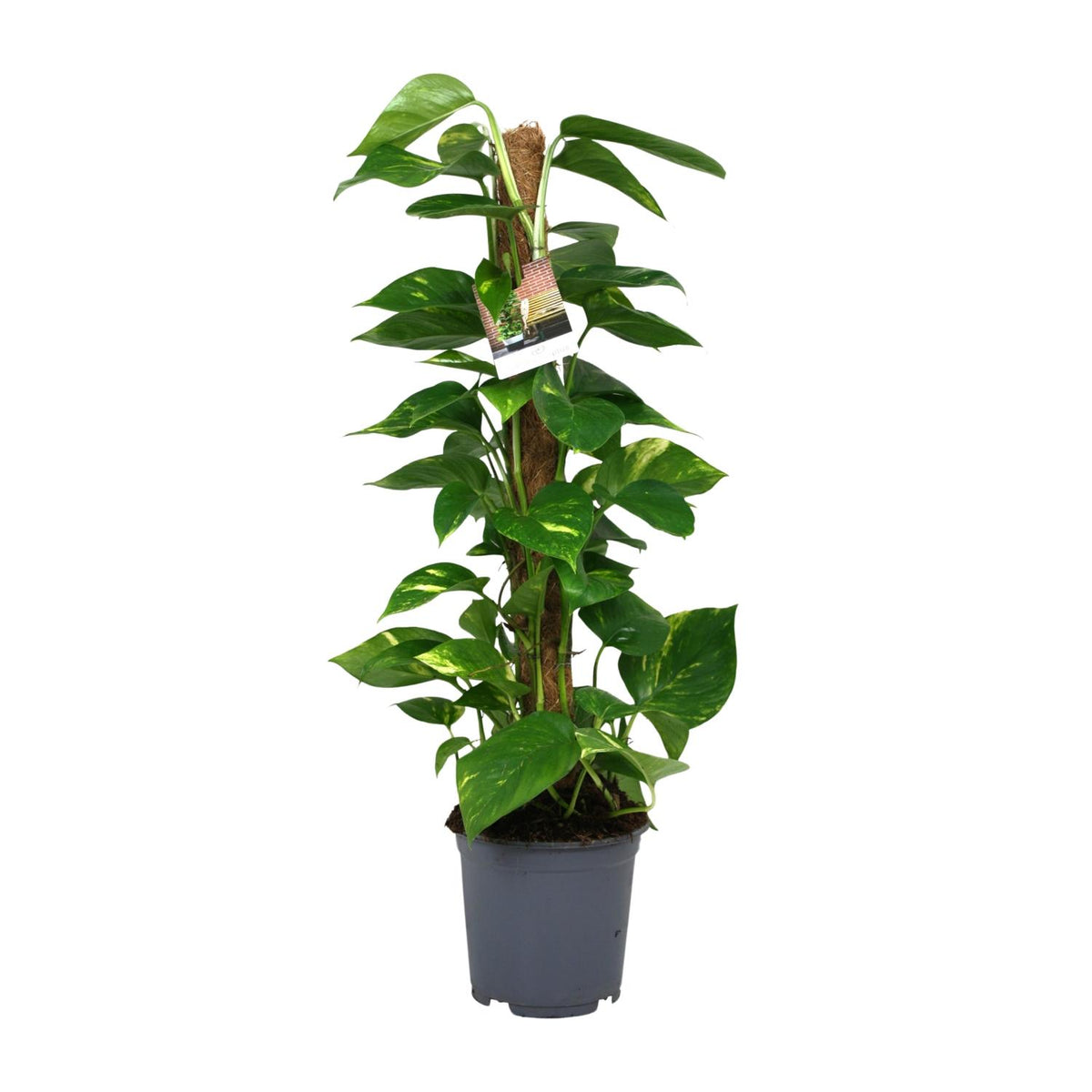 Productfoto van Scindapsus Epipremnum
