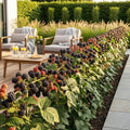 Braam Rubus fruticosus Black Satin, decoratieve plant