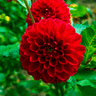 24 dahlia heatwave knollen voor 4 m², grote dieprode bloemen