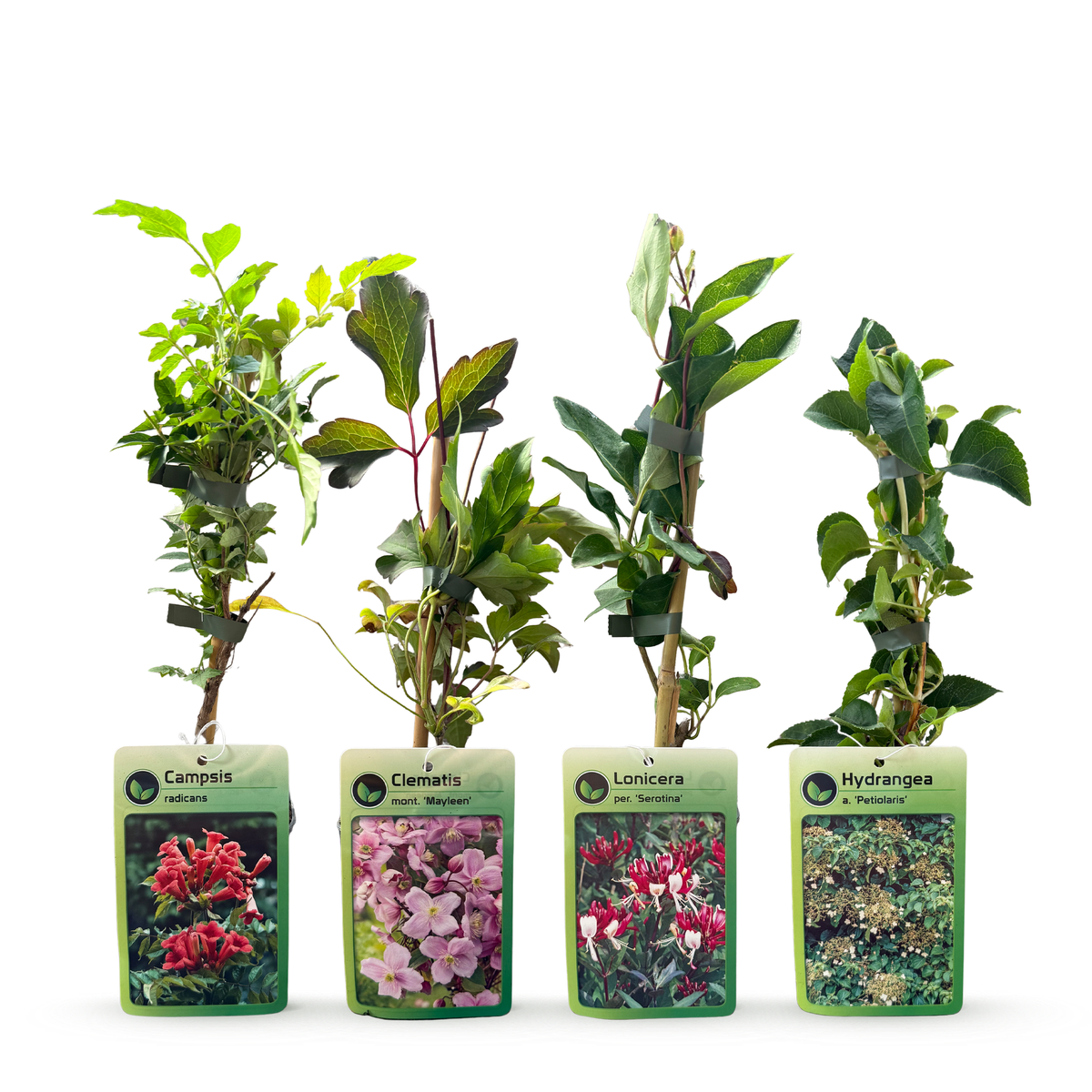 Regenboog klimplanten Rainbow, lichtroze-wit-paars, 12 stuks, kenmerkend blad