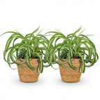 Chlorophytum comosum Bonnie met mand, kenmerkend blad