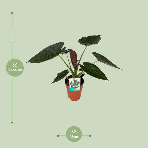 Productafbeelding van Pureplant