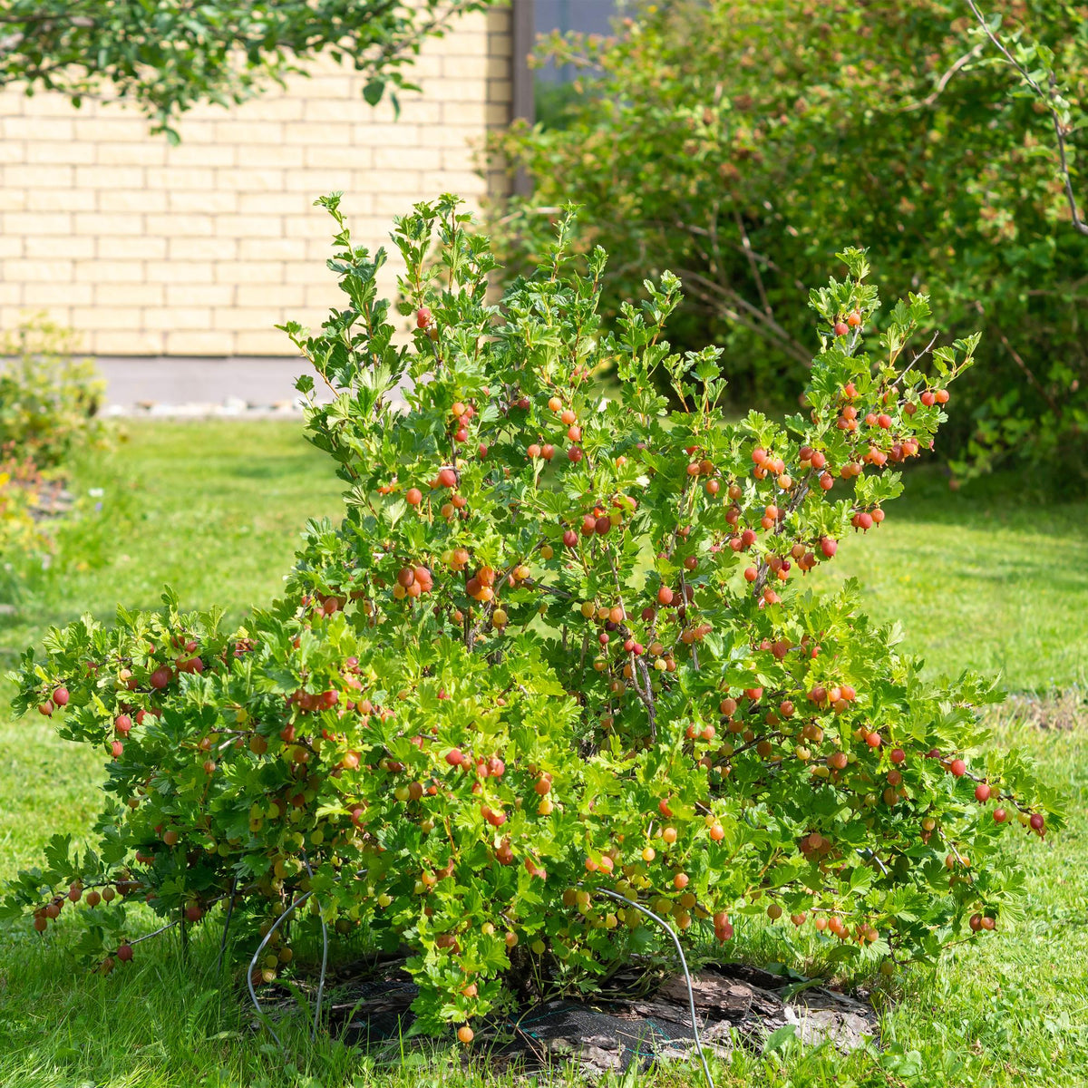 Kruisbes, plant in pot