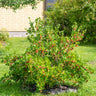 Kruisbes