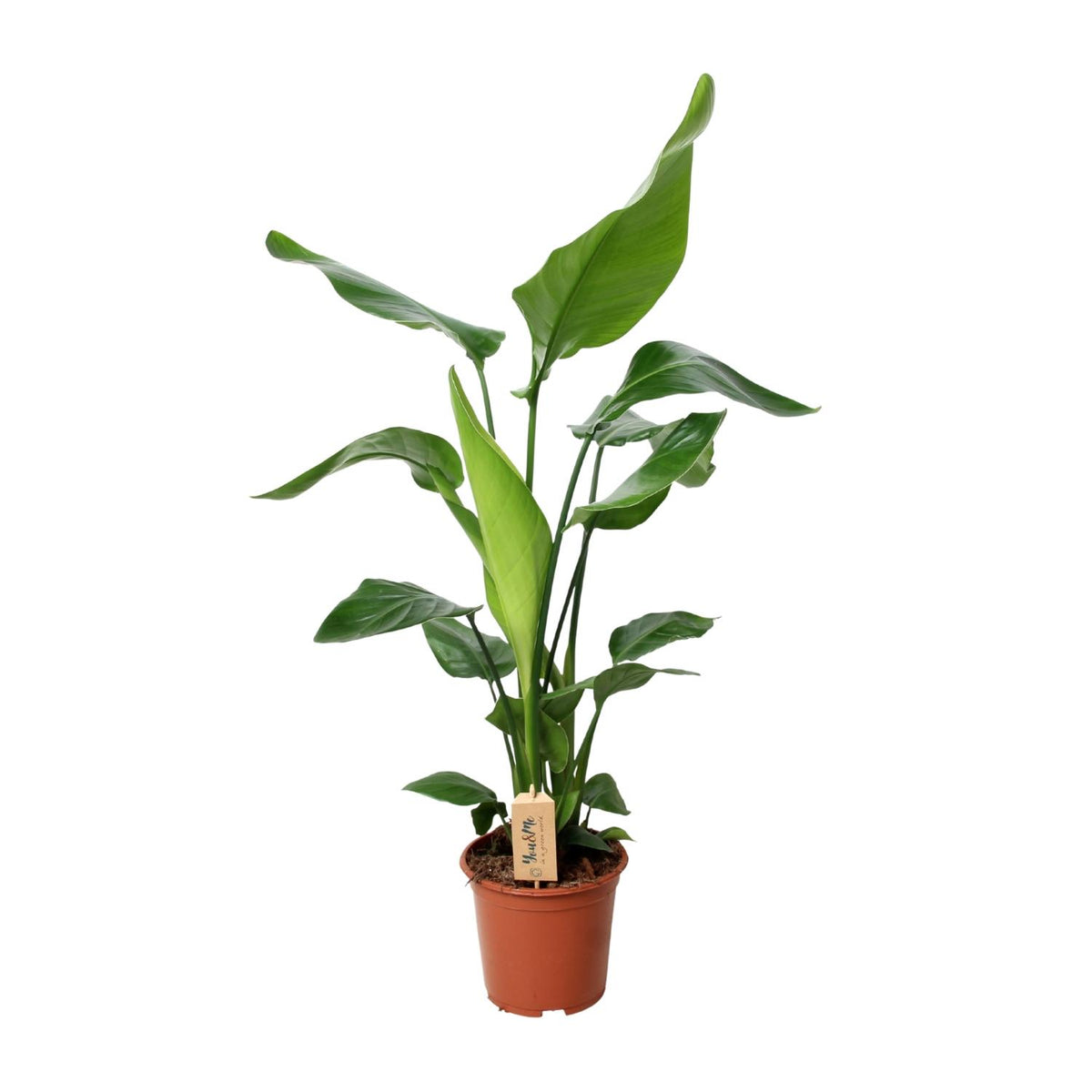 Productfoto van Aanbieding - Strelitzia Nicolai