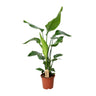 Aanbieding - Strelitzia Nicolai