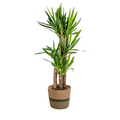 Yucca Elephantipes met mand, plant in pot
