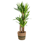 Yucca Elephantipes met mand, plant in pot