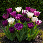 Tulp Blueberry mix, kenmerkend blad