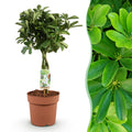 Schefflera Nora, detail van het blad