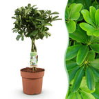 Schefflera Nora, detail van het blad