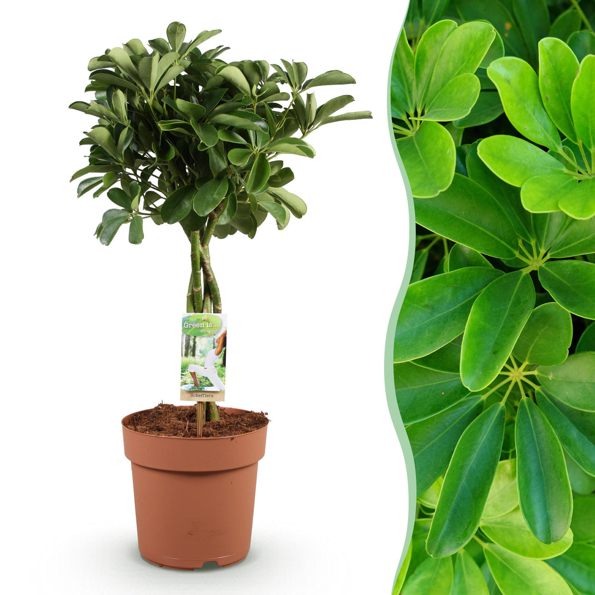 Schefflera Nora, detail van het blad