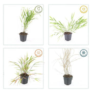 Hakonechloa macra