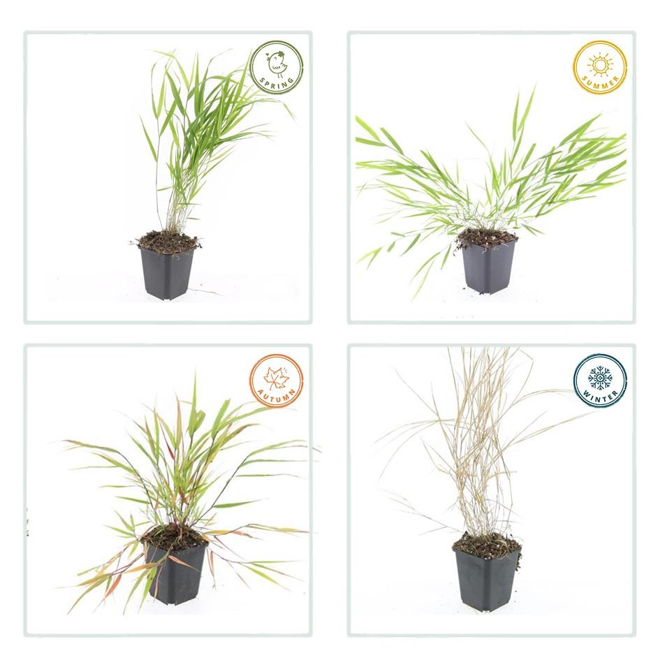 Hakonechloa macra, groene bladeren