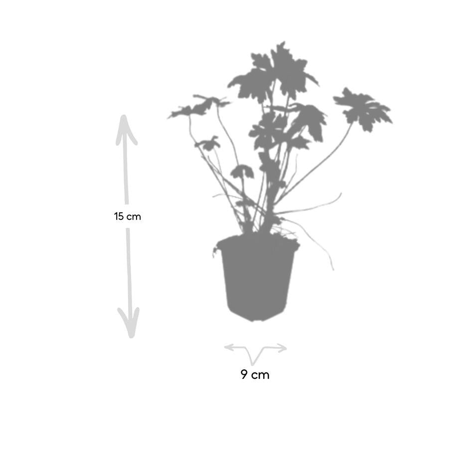 Geranium macrorrhizum, detail van het blad