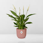 Detailfoto van Spathiphyllum Torelli in ELHO Vibes Fold roze