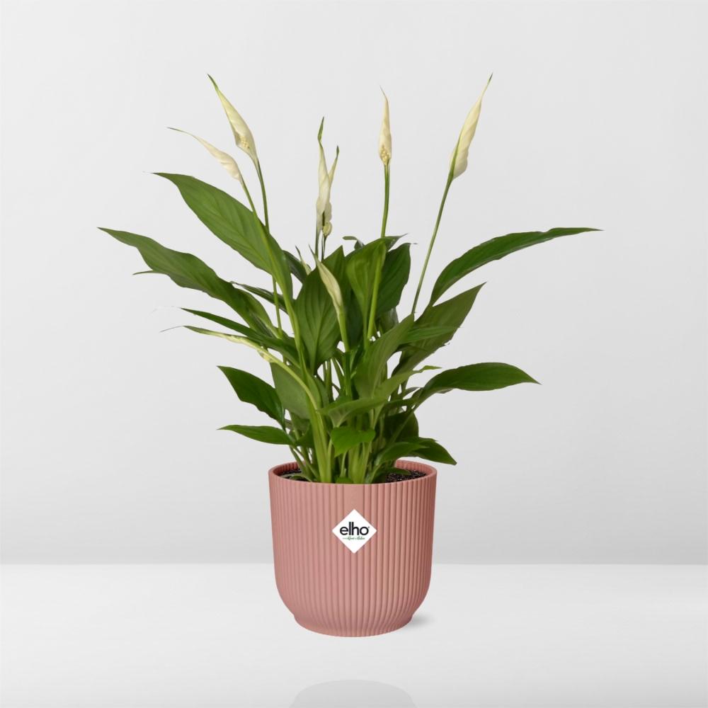 Detailfoto van Spathiphyllum Torelli in ELHO Vibes Fold roze