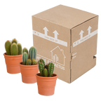 Cereus cactusmix, 3 stuks in Ø10,5 cm pot