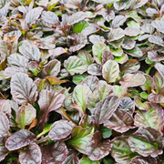 Kruipend zenegroen Ajuga reptans, bodembedekker, 6 pluggen