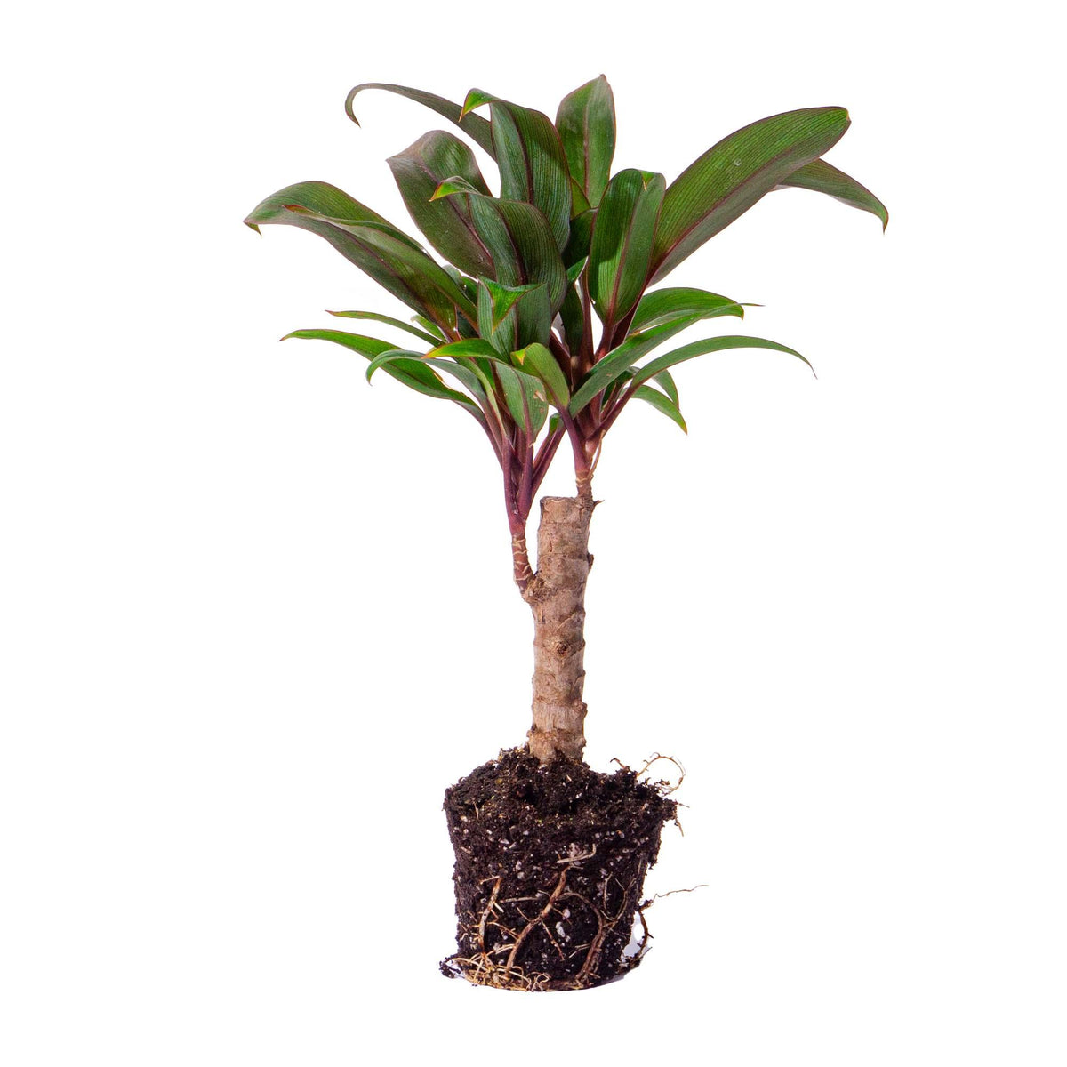 Cordyline 'Purple Compacta', mini-palm voor terrarium, plant in pot