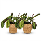 Maranta Fascinator Tricolour met mand, kenmerkend blad