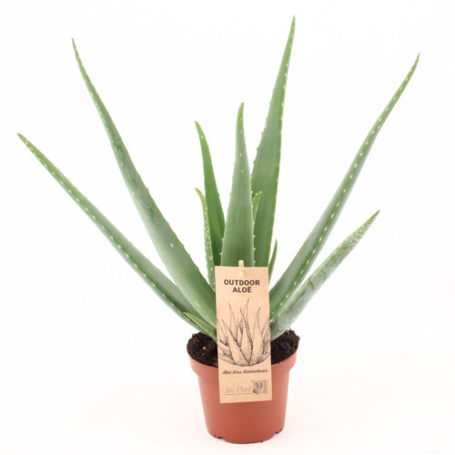 Productfoto van Aloe Vera P14