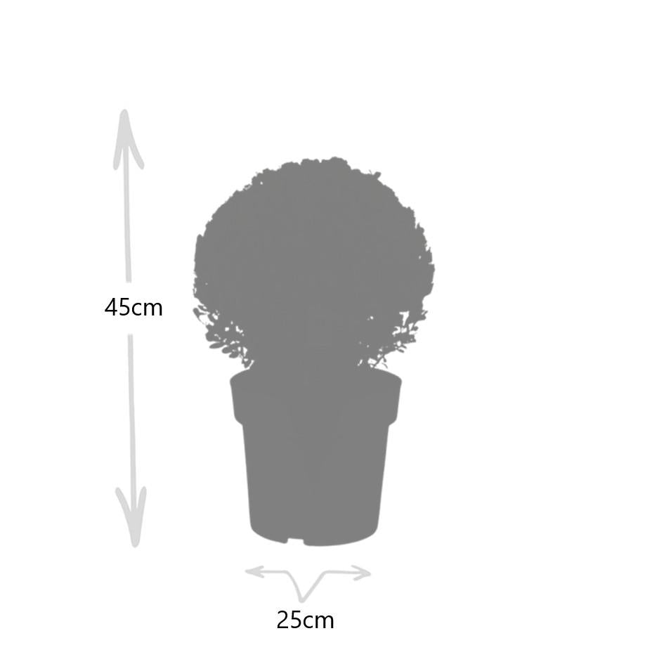 2x Ilex crenata 'Jenny' bol XL | set van 2 stuks, detail van het blad