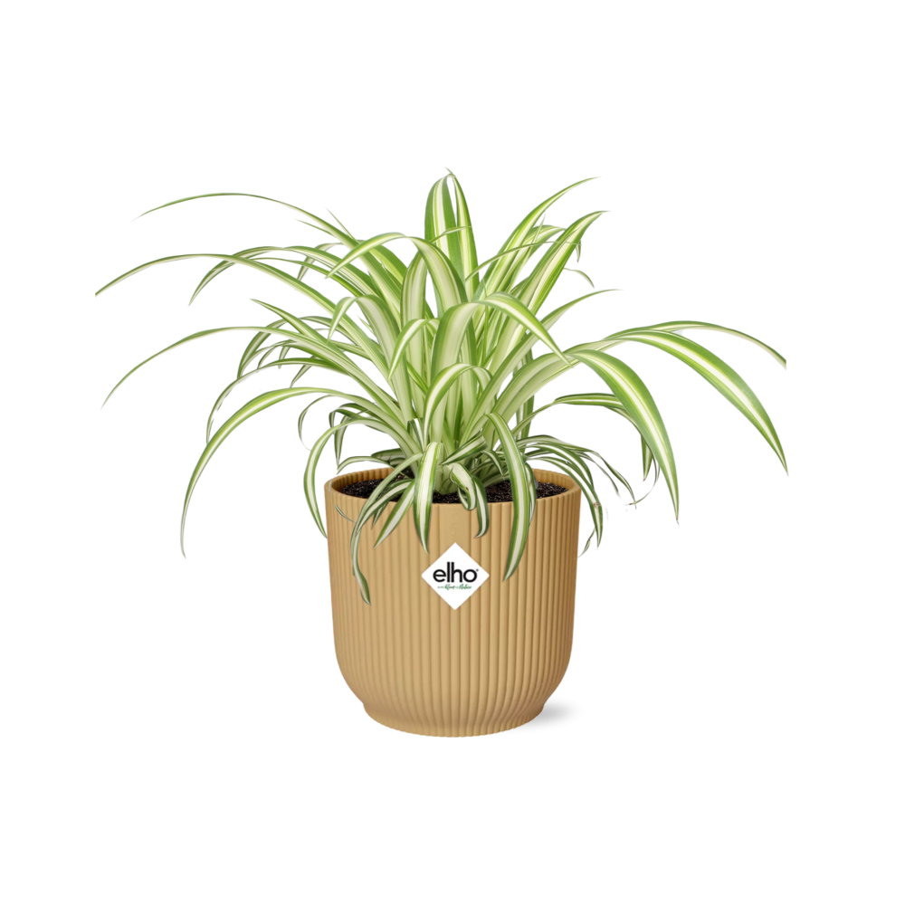 Productfoto van Chlorophytum Comosum Variegatum in ELHO Vibes Fold 14cm geel