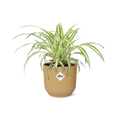 Productfoto van Chlorophytum Comosum Variegatum in ELHO Vibes Fold 14cm geel