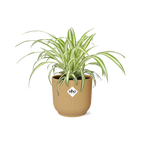 Productfoto van Chlorophytum Comosum Variegatum in ELHO Vibes Fold 14cm geel