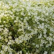 Cerastium tomentosum
