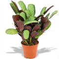 Ctenanthe Amagris, 35-40 cm hoog, plant in pot