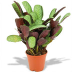 Ctenanthe Amagris, 35-40 cm hoog, plant in pot