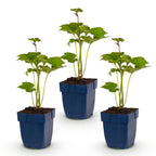 Herfstanemoon Anemone 'Königin Charlotte', roze, 3 stuks, kenmerkend blad
