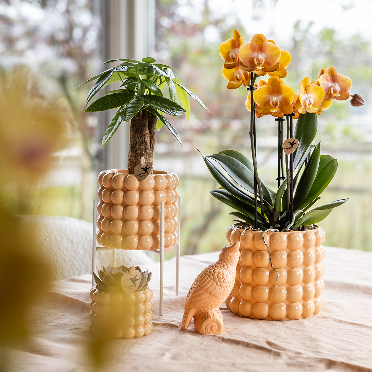 Orchidee 'Niagara Falls' Sunny Bunny met sierpot, gezonde plant