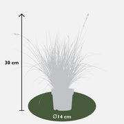 Carex brunnea Variegata