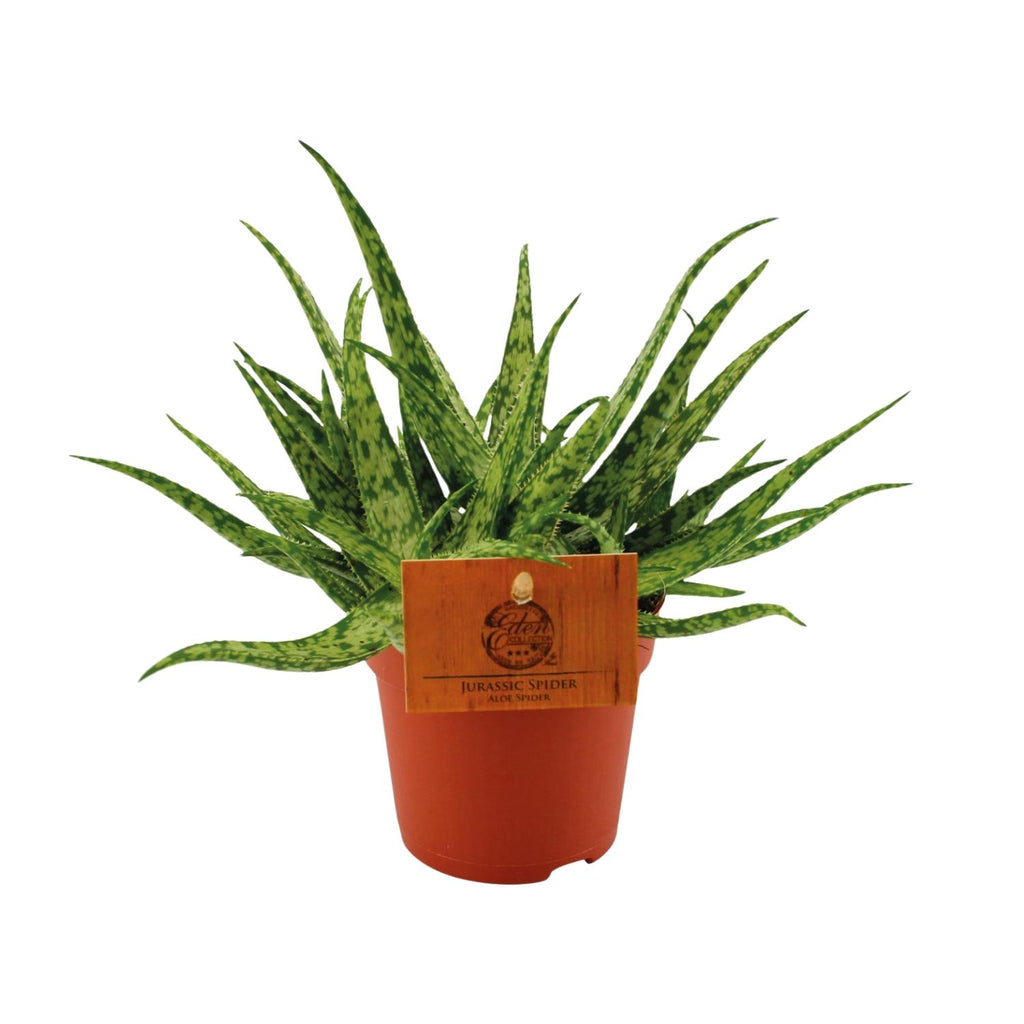 Productfoto van Aloe Spider