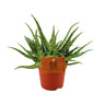 Aloe Spider