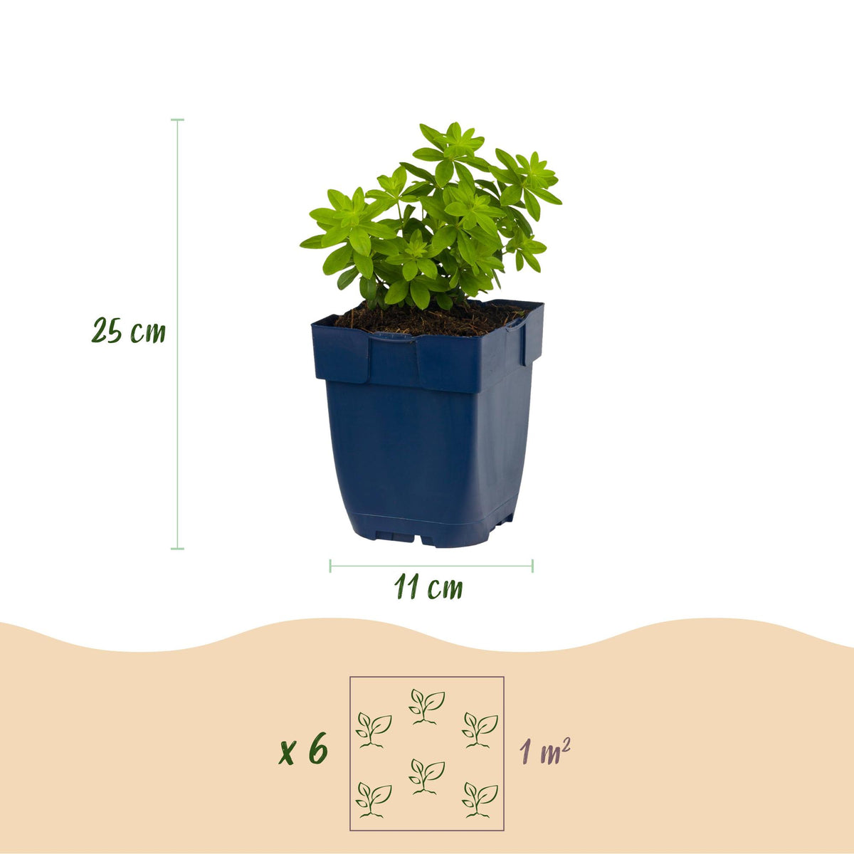 Galium odoratum - Walstro - Bodembedekkend - Wit, compacte plant