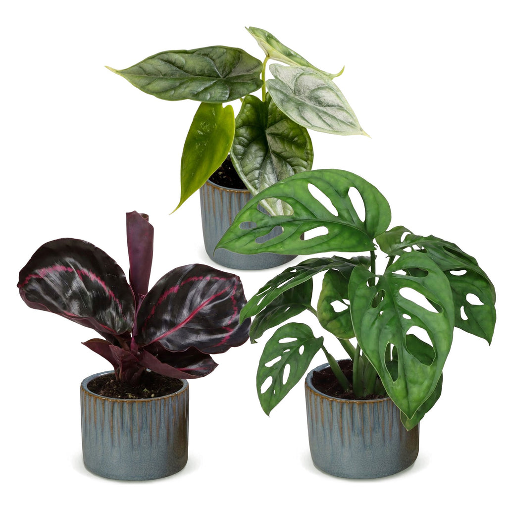 3x Baby Jungle Mix - Diversen - Tropisch - incl. Linnea Misty Blue - Ø6cm - ↕10-15cm, detail van het blad