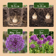 Sierui Allium &