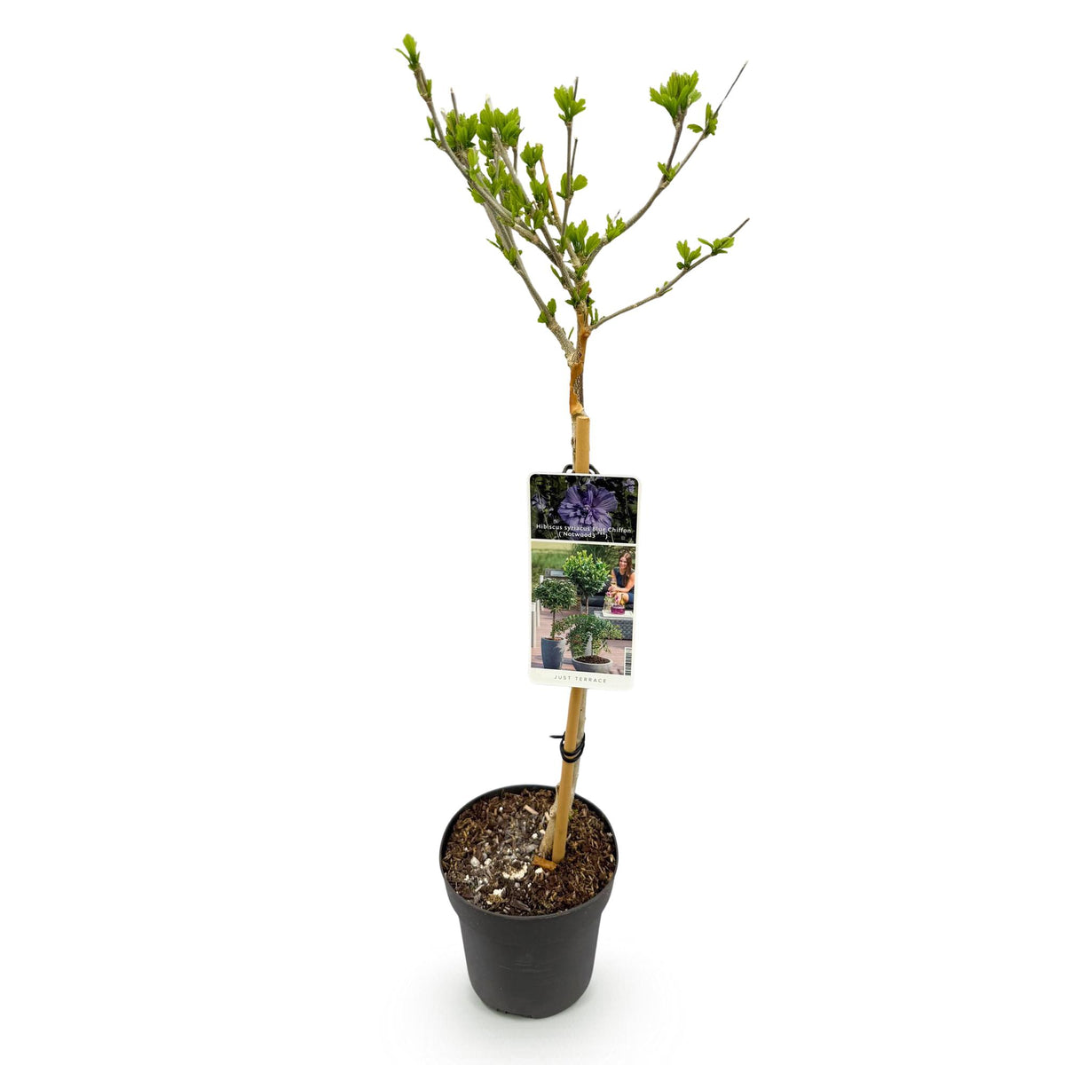 Hibiscus syriacus Blue Chiffon®, kenmerkend blad