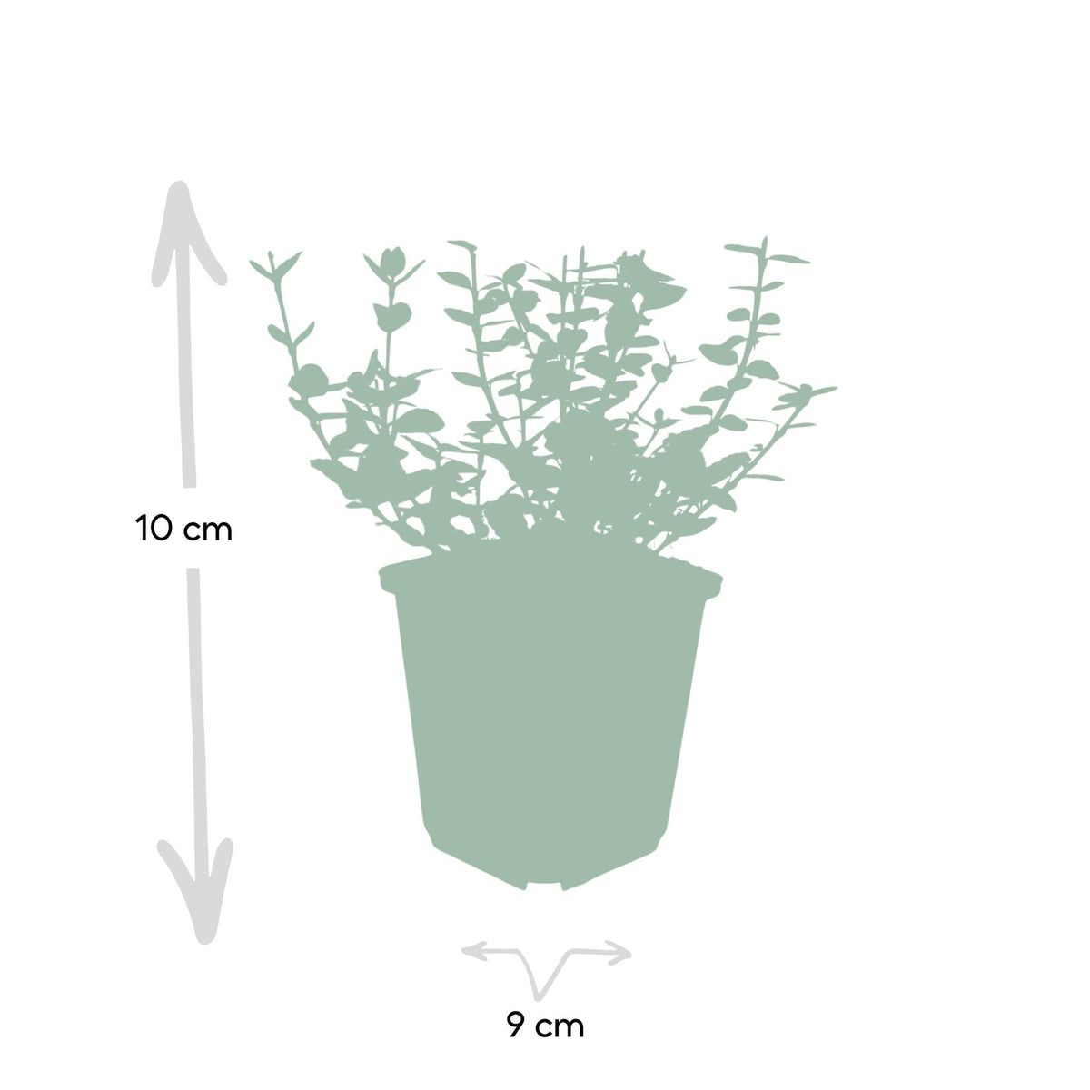 Productafbeelding van Pureplant