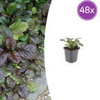48x Ajuga reptans 'Catlin's Giant', plant in pot