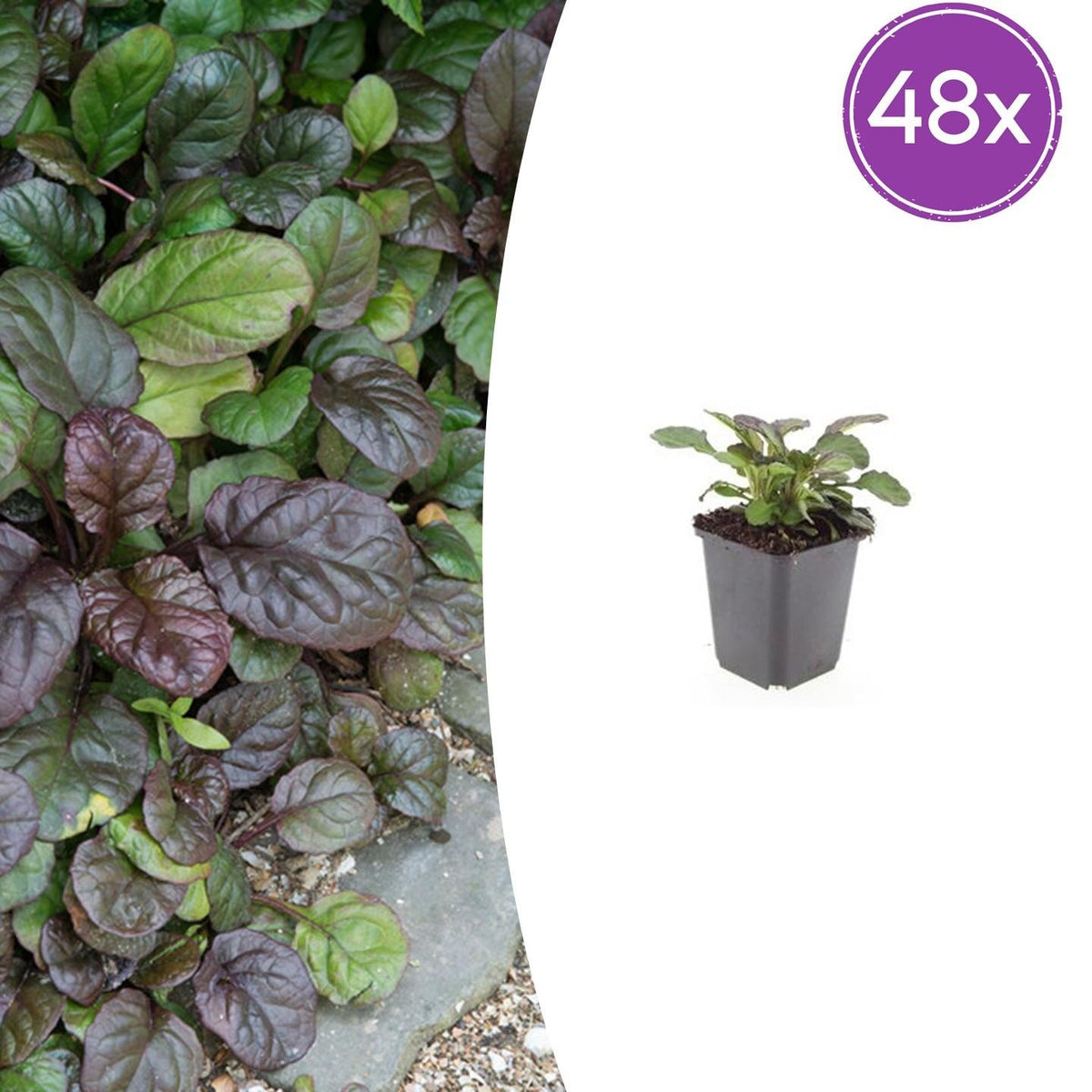 48x Ajuga reptans 'Catlin's Giant', plant in pot